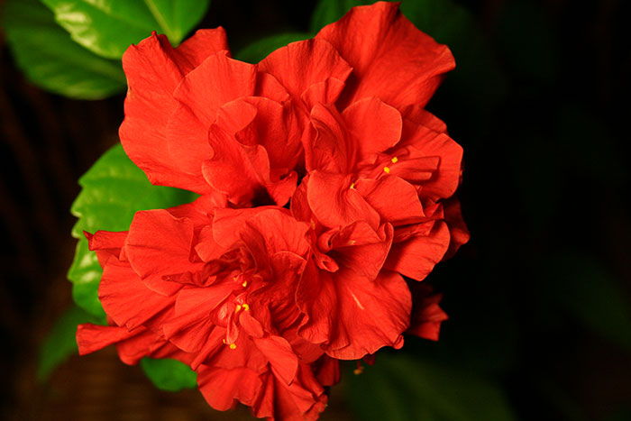 Гібіскус ( «китайська троянда») - одне з найулюбленіших в народі кімнатних рослин