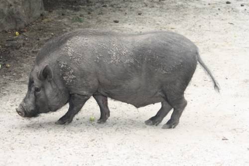 Мала кістеухая свиня воліє рослинну їжу, проте може включати в свій раціон дрібних безхребетних і падаль