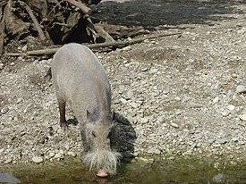 У зоопарках цих свинок побачити не можна, так як вони не живуть в неволі