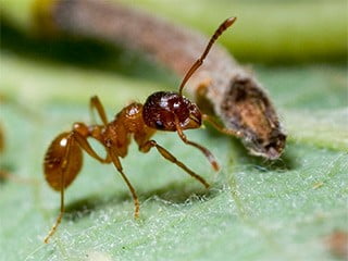 Муравйов відносять до всеїдних комахою, тому обідній стіл в квартирі привертає мурах точно так же, як традиційне відро для сміття