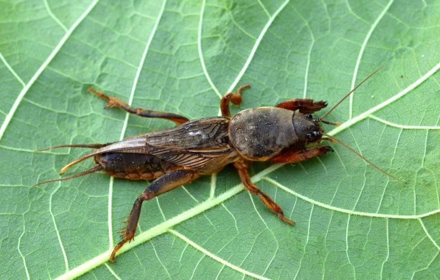 Капустянка - комаха довжиною 35-50 мм, з короткими шкірястими надкрильямі і передніми копальними ногами