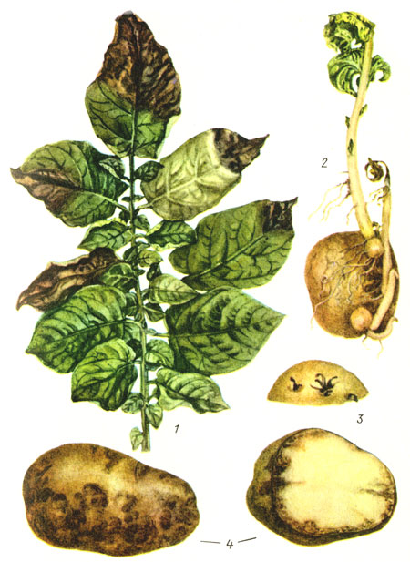 Головна   •   Садівництво   • Як лікувати картопля, хвороби, діагностика і лікування   Фітофтороз картоплі, засоби захисту   Мал