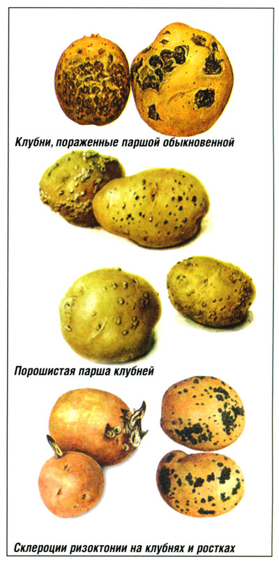 2 Різоктоніоз картоплі:   1 - уражені паростки;  2 - уражене рослина;  3 - сидячі дрібні бульби;  4 - потворний бульба;  5 - склероції гриба на бульбі