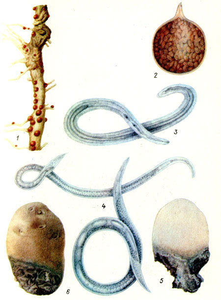 4 Чорна ніжка картоплі:   1 - уражене рослина;  2 - шар пробки, що утворюється в м'якоті бульби після проникнення ґрунтових бактерій і грибів;  3 - розтріскування шкірки бульби;  4 - уражений бульба в розрізі