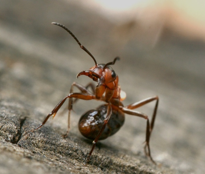 У садах, розташованих в лісових масивах або недалеко від них, найбільш часто зустрічаються руді, так звані «лісові» мурахи