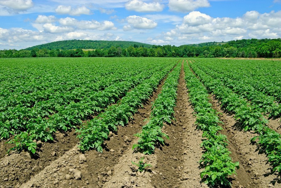 Картоплю вирощують в різних кліматичних зонах, тому овочівники і дачники винайшли безліч способів його обробітку в самих різних умовах
