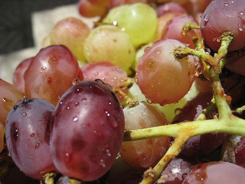 Чи можна виростити виноград з кісточки