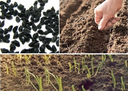 Можна виростити з насіння спочатку розсаду цибулі, яку потім пересаджують в теплицю
