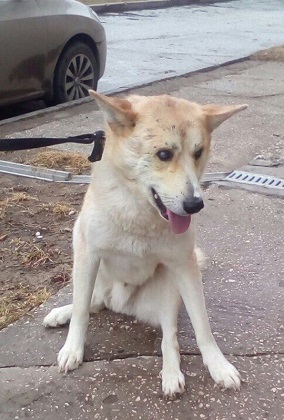 Волонтери міського притулку для бездомних собак «Друг» більше місяця виходжували дворічного пса, знайденого вмираючим на дорозі в мікрорайоні Кочпон