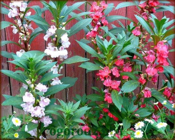 Садовий однорічний бальзамін - досить висока рослина (50-70 см) з великими квітками, які можуть бути махровими або напівмахрових