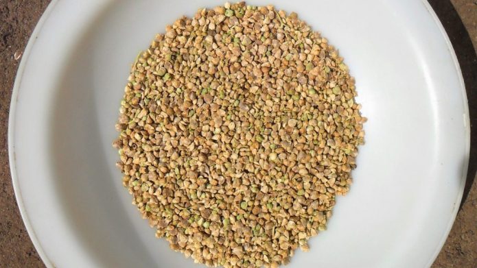 Щоб постійно мати свіжу зелень, насіння шпинату висаджують регулярно з інтервалом 2-3 тижні
