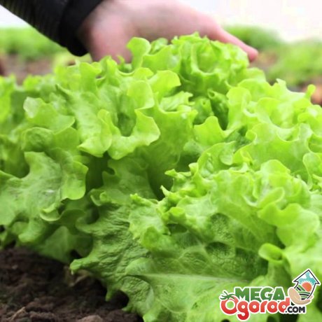 вирощування салату