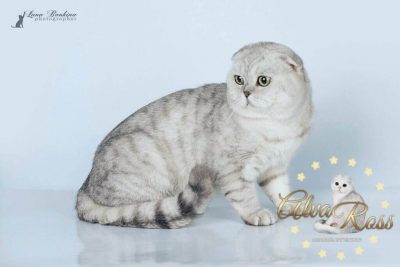 У підсумку в московському розпліднику був придбаний   Лексус   - наш перший висловухий котик чорного сріблястого плямистого забарвлення
