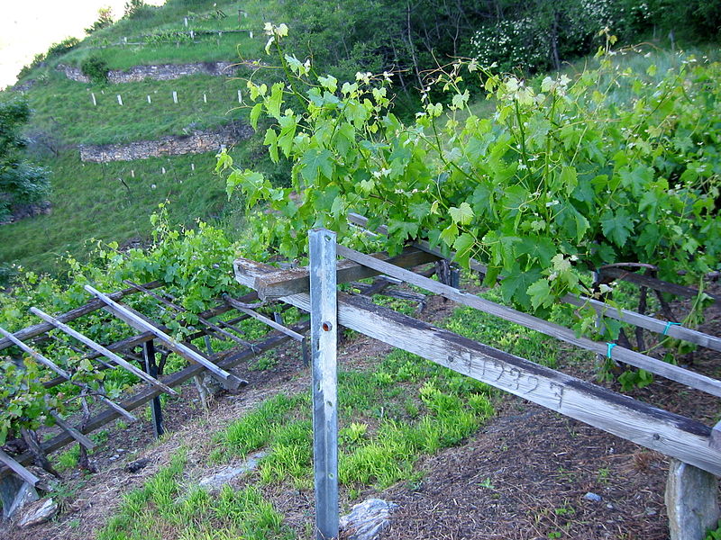 Зліва: Перголи в якості опор для виноградних лоз, Італія