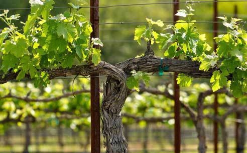 Основне завдання формування виноградного куща - найбільш раціональне використання земельної площі і сонячного світла з метою отримання високих врожаїв високої якості