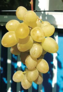 Морозостійкість нових столових сортів і форм винограду знаходиться в межах: - 22-260С;  а технічних сортів доходить до - 27-290С