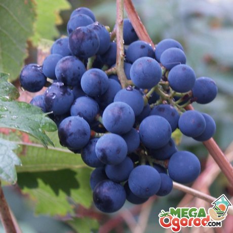 Зовнішній вигляд винограду і особливості