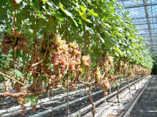 Однорічний виноград обрізають так, щоб у нього залишилося 3 нирки