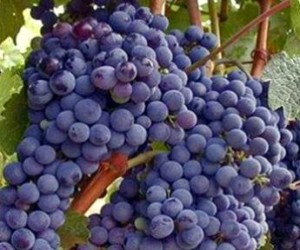 Щеплення винограду має велике значення для додання винограду морозостійкості, що дозволяє вирощувати його в районах півночі і сходу