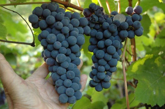 Виноград є одним з найбільш улюблених рослин людини