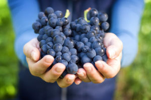 Використовується він селекціонерами для виведення нових сортів винограду, як підщепи до іншого сорту або заради інтересу в вирощуванні нетрадиційним способом