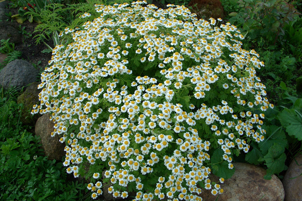 Дівоча ромашка (Tanacetum parthenium, Matricaria parthenium) - багаторічна трав'яниста рослина сімейства Айстрові (Складноцвіті)