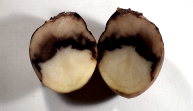 Зараження бульб картоплі на цю хворобу відбувається найчастіше при збиранні, через хвору бадилля або перед посадкою - при різанні насіннєвий картоплі