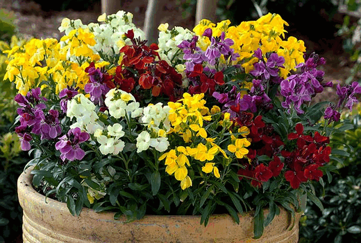 Забарвлення у квітів вкрай різноманітна: від білого, жовтого або оранжевого, до червоно-коричневої і темно-фіолетового, майже чорного