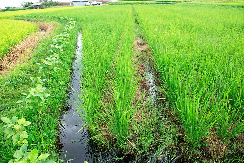 Органічне рисове поле