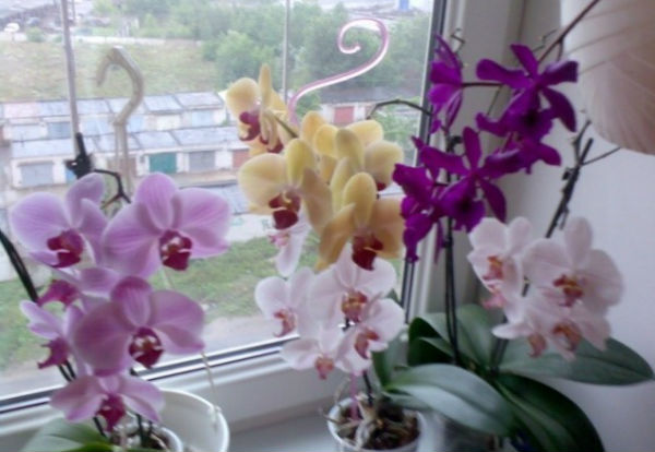Чудовий диво-квітка орхідея Фаленопсис часто можна побачити не тільки в міських квартирах, але і в офісах