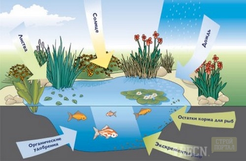 Достатня кількість атмосферного кисню - чи не найважливіша умова для штучного розведення риб;