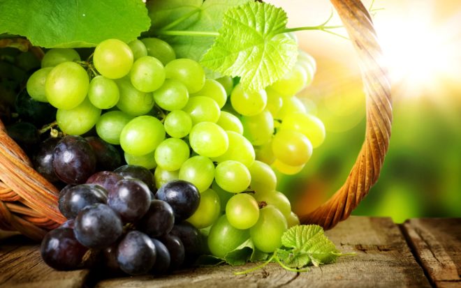 Багато починаючі садівники задаються питаннями щодо того, в який час краще купувати живці винограду, як їх потрібно зберігати, а так же, як виростити з них здоровий кущ