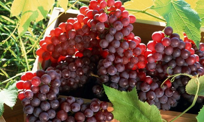 Вирощування винограду - завдання непросте, вимагає планування і точних розрахунків