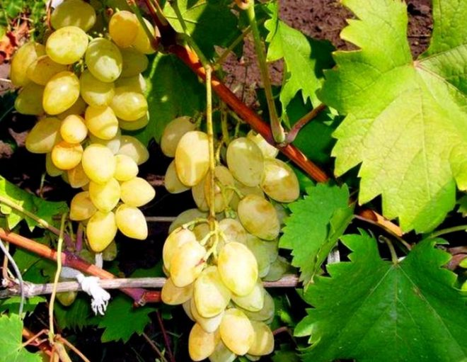 Для більшості дорослих і дітей виноград мускатних сортів завжди був краще інших