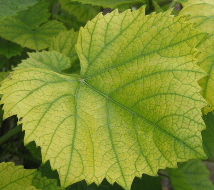 Залізний хлороз - поширена хвороба рослин, яка проявляє себе порушенням утворення хлорофілу в листі