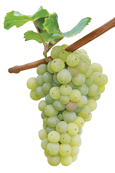 сорт винограду і вино з нього   Рислінг (нім