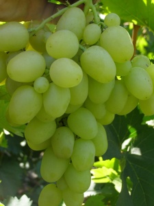 Надія Аксайського - це столовий сорт   винограду   , Який характеризується раннім терміном дозрівання і великими гронами