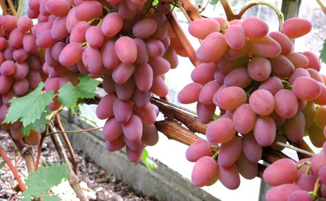 Виноград - улюблена ягода садівників різних країн, тому вирощувати його на своїй ділянці прагнуть багато