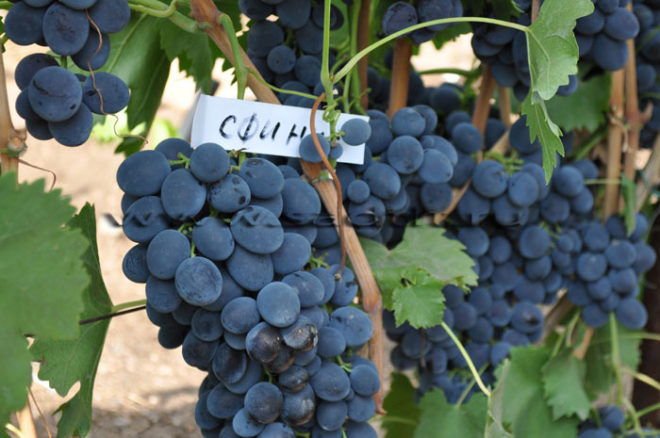 Вирощування такої культури як виноград заняття не тільки захоплююче, але і корисне