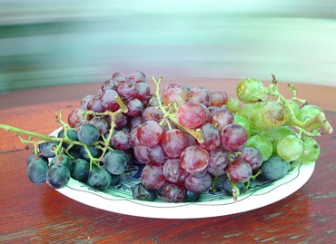Пристрасть до вирощування винограду в місцях, далеких від споконвічних районів його зростання, володіла садівниками ще з петровських часів