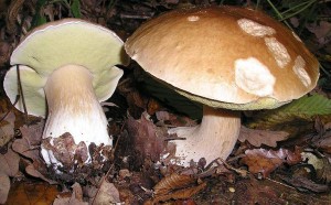 Зараз самий розпал збору грибів або сезон «   тихого полювання   », Так що думаю, буде не зайвим привести опис найпоширеніших грибів у нас в Білорусі, природно з фотографіями