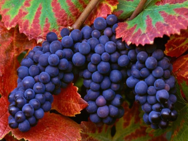 Для ефективного зростання і плодоношення винограду, як і для будь-якого виноградного рослини необхідно чимало різних поживних речовин