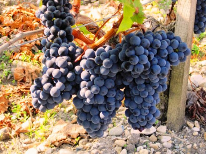 Якщо ви хоч раз пробували червоне десертне вино під назвою «Мерло», то напевно здогадуєтеся і про існування винограду з такою ж назвою